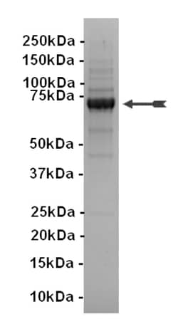 Eurofins DiscoverX KDR Protein, Active 10 &mu;g | Buy Online | Eurofins DiscoverX | Fisher Scientific